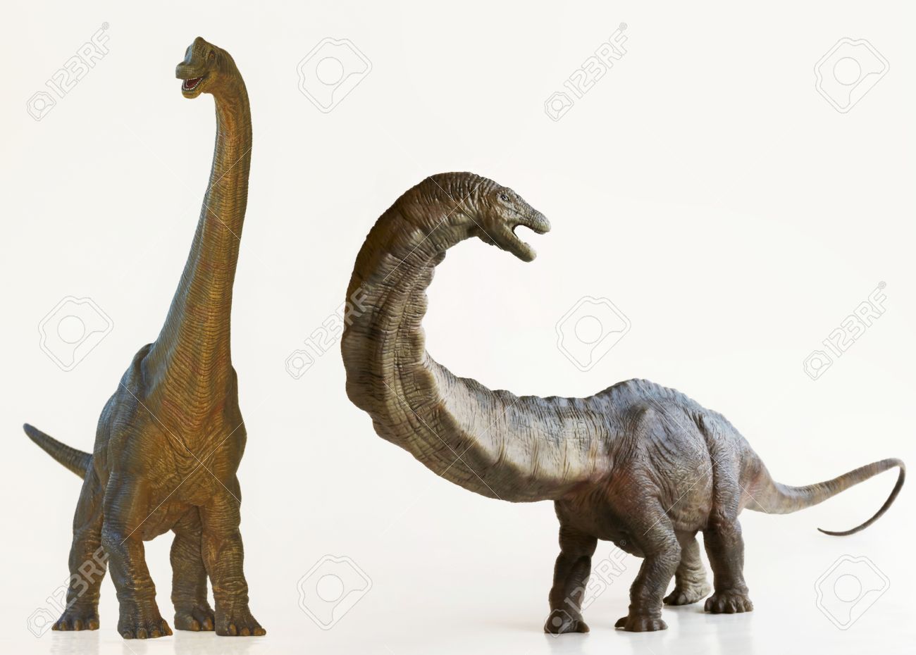a brachiosaurus dinosaur next to an apatosaurus both are sauropods