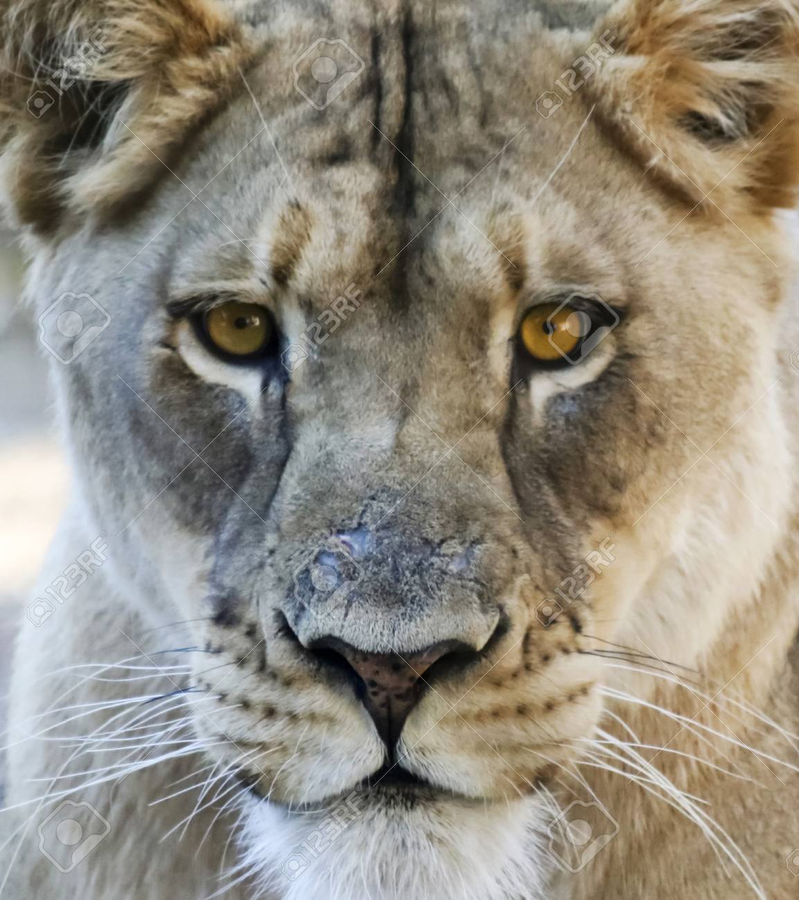 How to get a better debt to income ratio is highest Picture of a female lion head