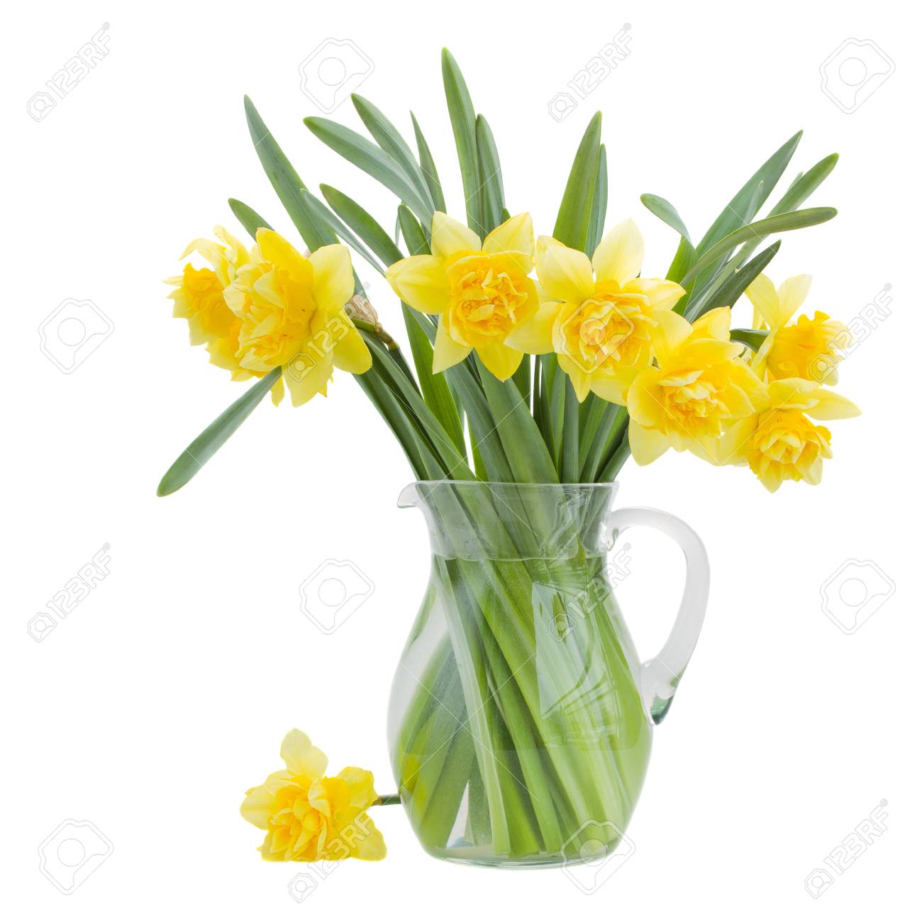 Bouquet De Jonquilles En Fleurs Dans Un Vase Isole Sur Fond Blanc Banque D Images Et Photos Libres De Droits Image