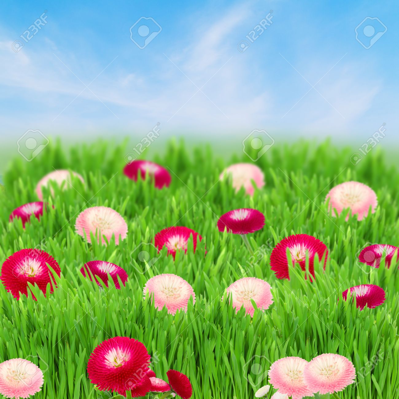 green grass blue sky flowers flower background png green grass lawn with daisy flowers on blue sky stock photo 19450841 green grass lawn with daisy flowers on blue sky photo picture green grass blue sky flowers flower background png green grass lawn with daisy flowers on blue sky stock photo 19450841 green grass lawn with daisy flowers on blue sky photo picture