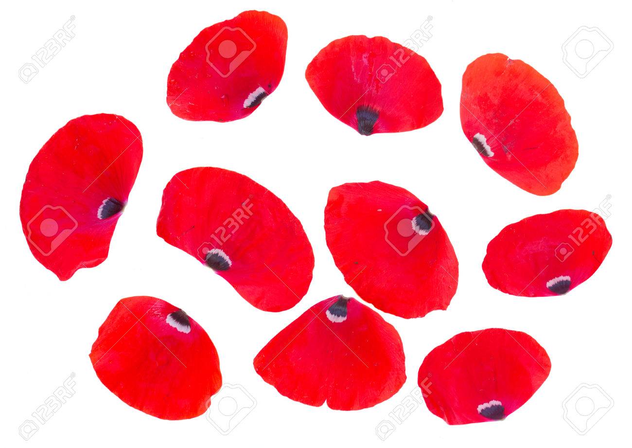 Red Poppy Petals Isolated On White 
