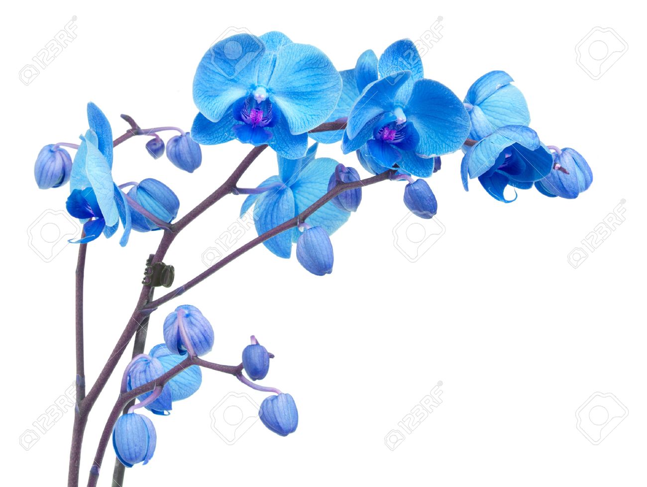 orchid branch with blue flowers isolated on white background stock