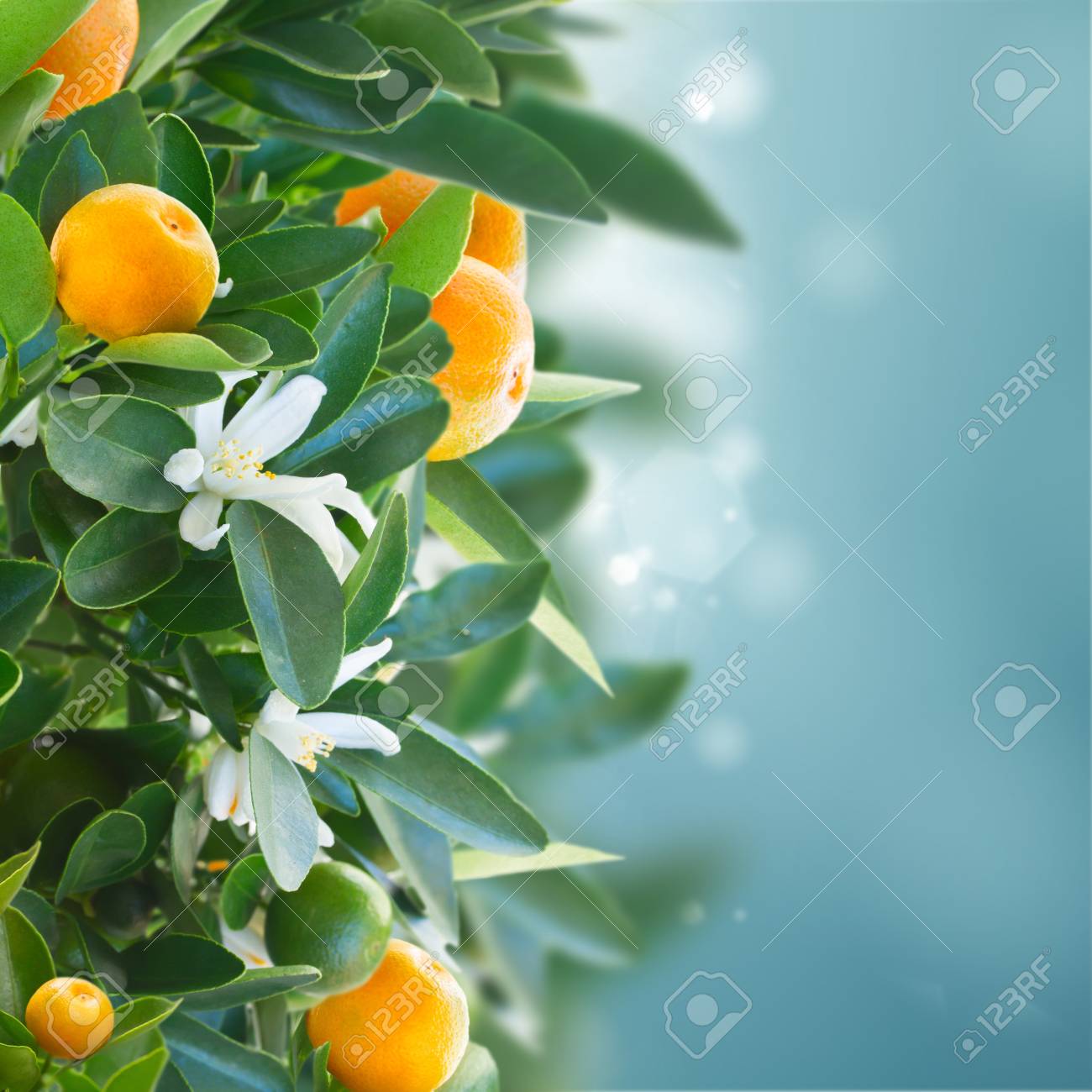 tangerine tree branches with fruits and flowers on blue sky stock