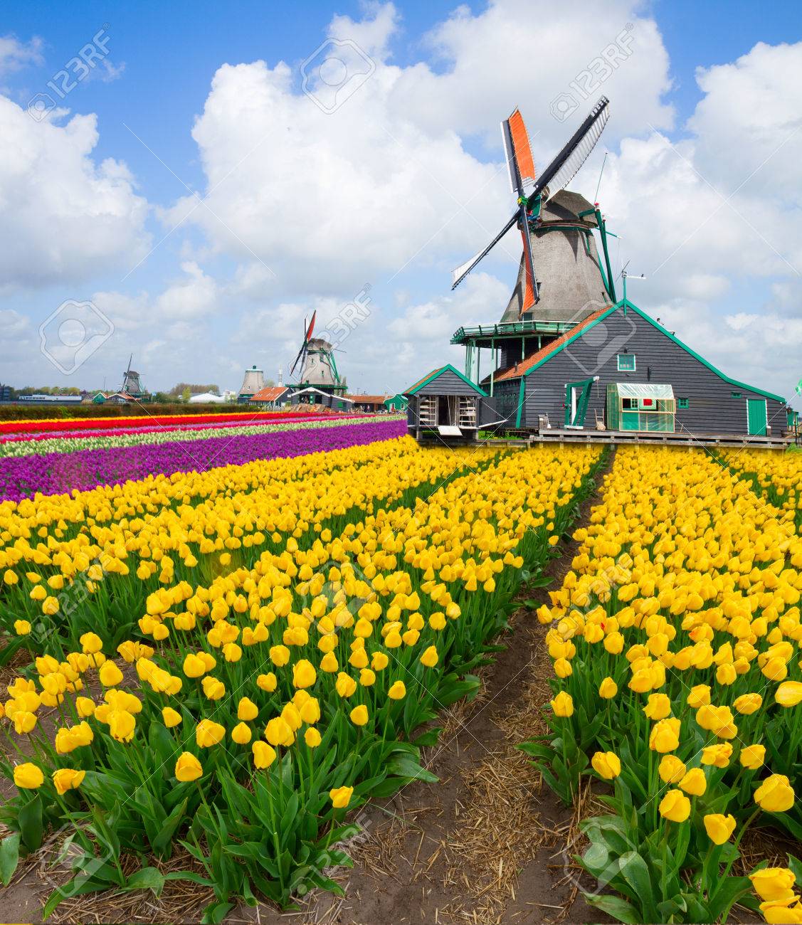 Resultado de imagen para tulipanes campo en holanda
