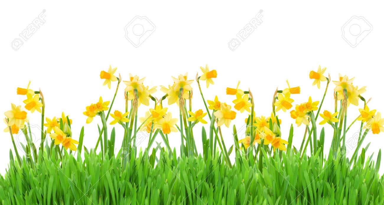 border of bright spring yellow daffodils with grass on white background - 53179236 border of bright spring yellow daffodils with grass on white background - 53179236