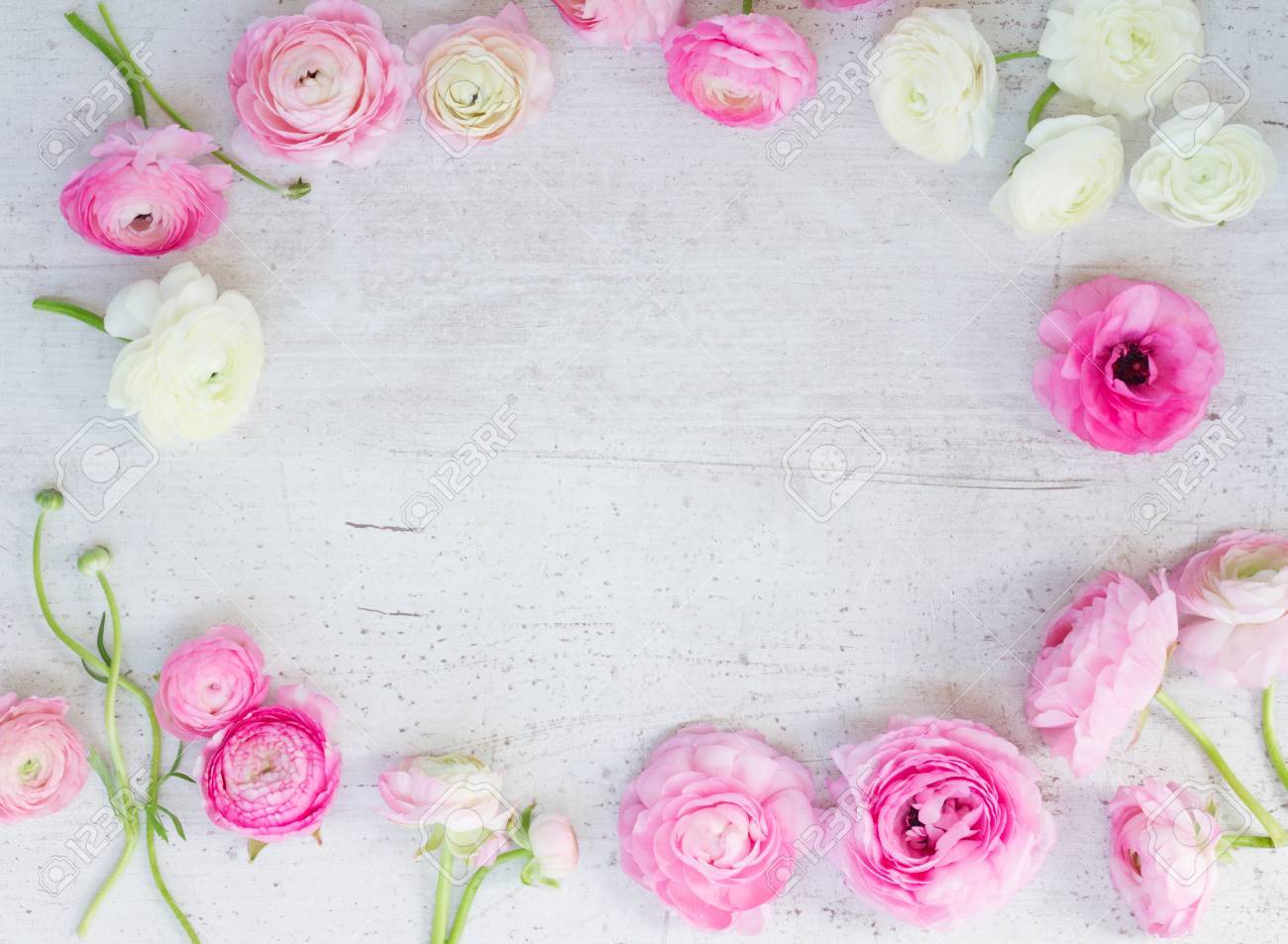 白い木製の背景にピンクと白のラナンキュラスの花フレーム フラット横たわっていたシーン の写真素材 画像素材 Image