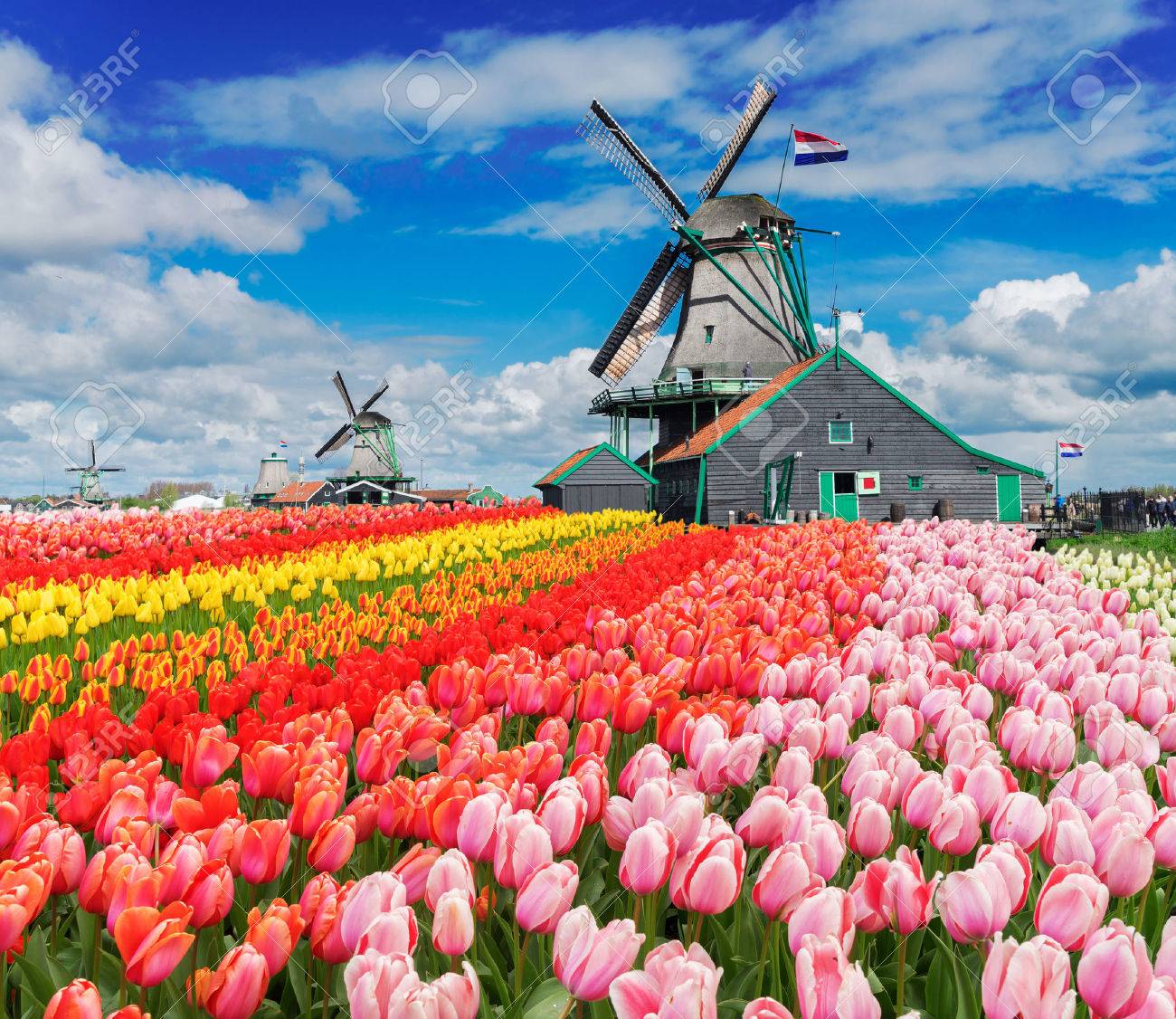 two traditional Dutch windmills with tulips rows at spring day, Netherlands - 68287772 two traditional Dutch windmills with tulips rows at spring day, Netherlands - 68287772
