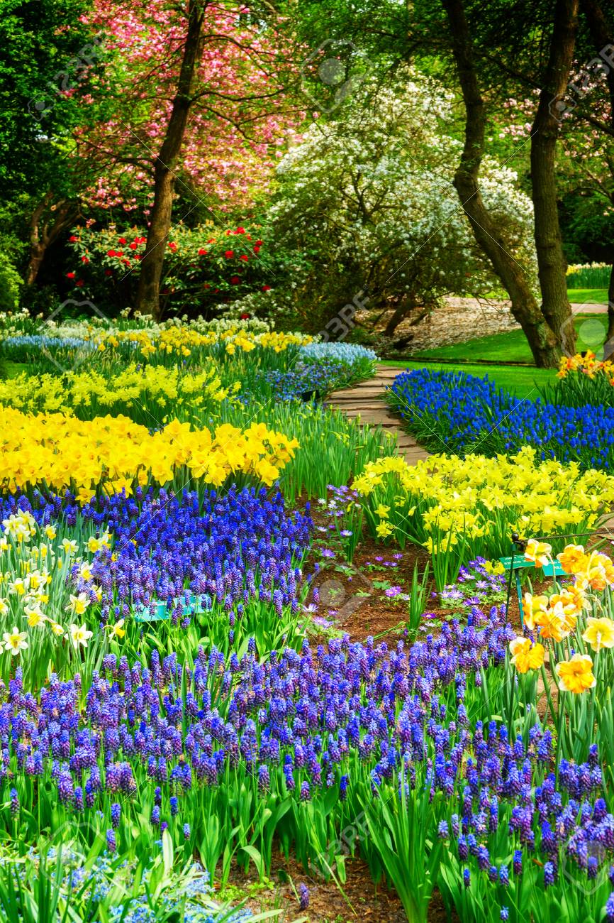 Blue and yellow spring of flowers in holland garden Keukenhof, Netherlands, retro toned - 67898111 Blue and yellow spring of flowers in holland garden Keukenhof, Netherlands, retro toned - 67898111