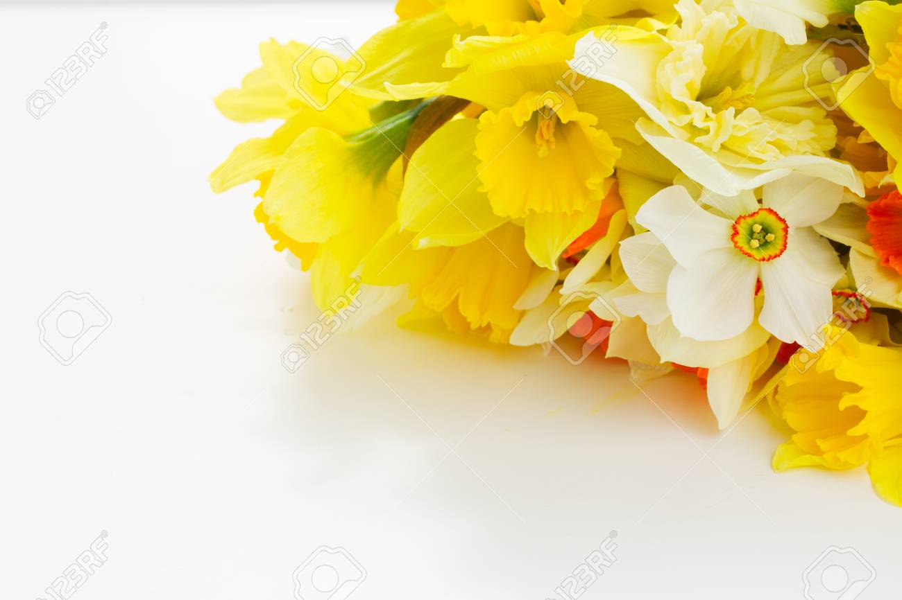 新鮮な春の光と闇の黄色い水仙の花は白いデスクトップにクローズ アップ の写真素材 画像素材 Image