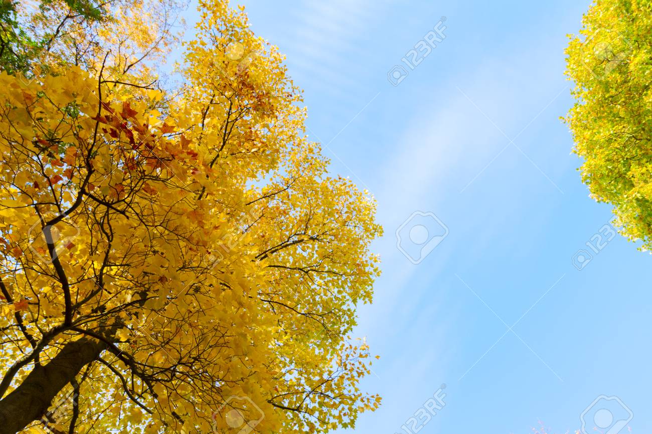 Download Fresh Fall Yellow Golden Tree Lush On Blue Sky Background Stock Photo Picture And Royalty Free Image Image 86054934 PSD Mockup Templates