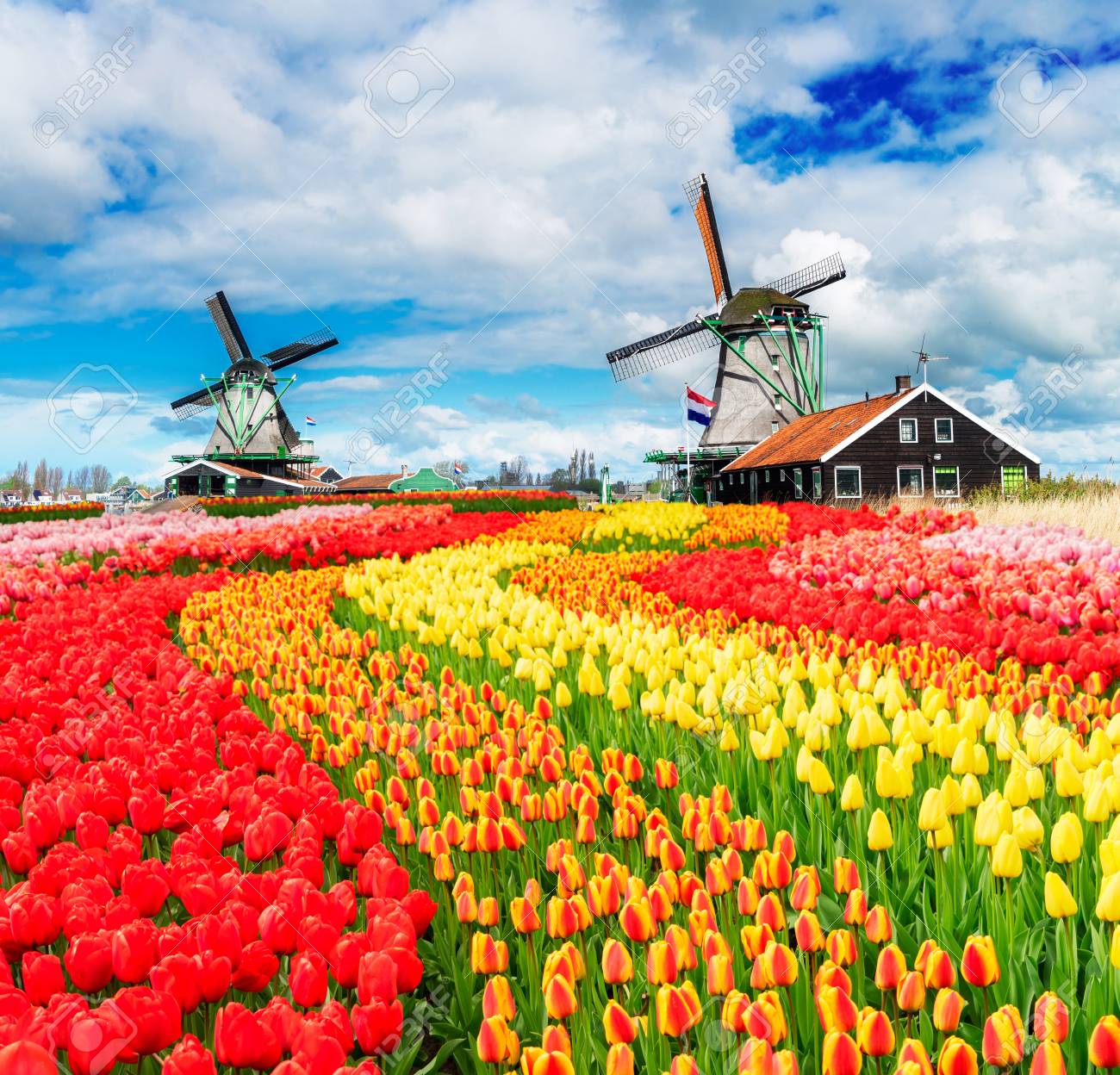 two traditional Dutch windmills of Zaanse Schans and rows of fresh tulips, Netherlands - 88133919 two traditional Dutch windmills of Zaanse Schans and rows of fresh tulips, Netherlands - 88133919