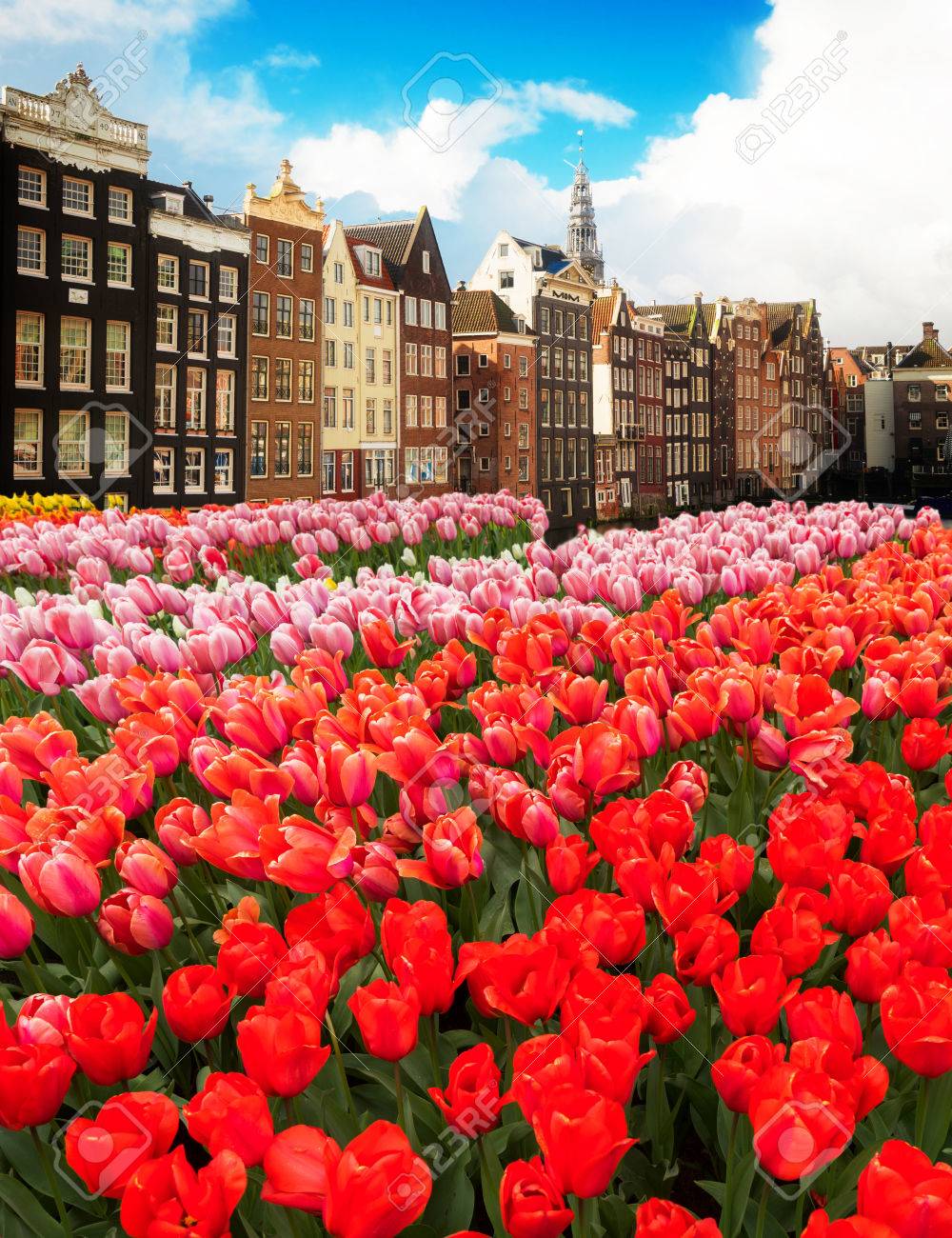Casas Holandesas Con Flores De Tulipán Frescas De Color Rosa Y 
