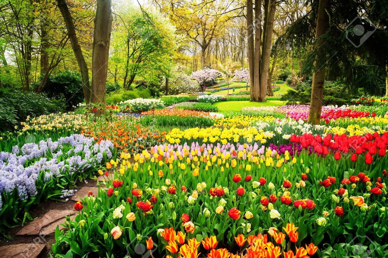 Colourful Tulips Flowerbeds and Path in an Spring Formal Garden, retro toned - 88712711 Colourful Tulips Flowerbeds and Path in an Spring Formal Garden, retro toned - 88712711