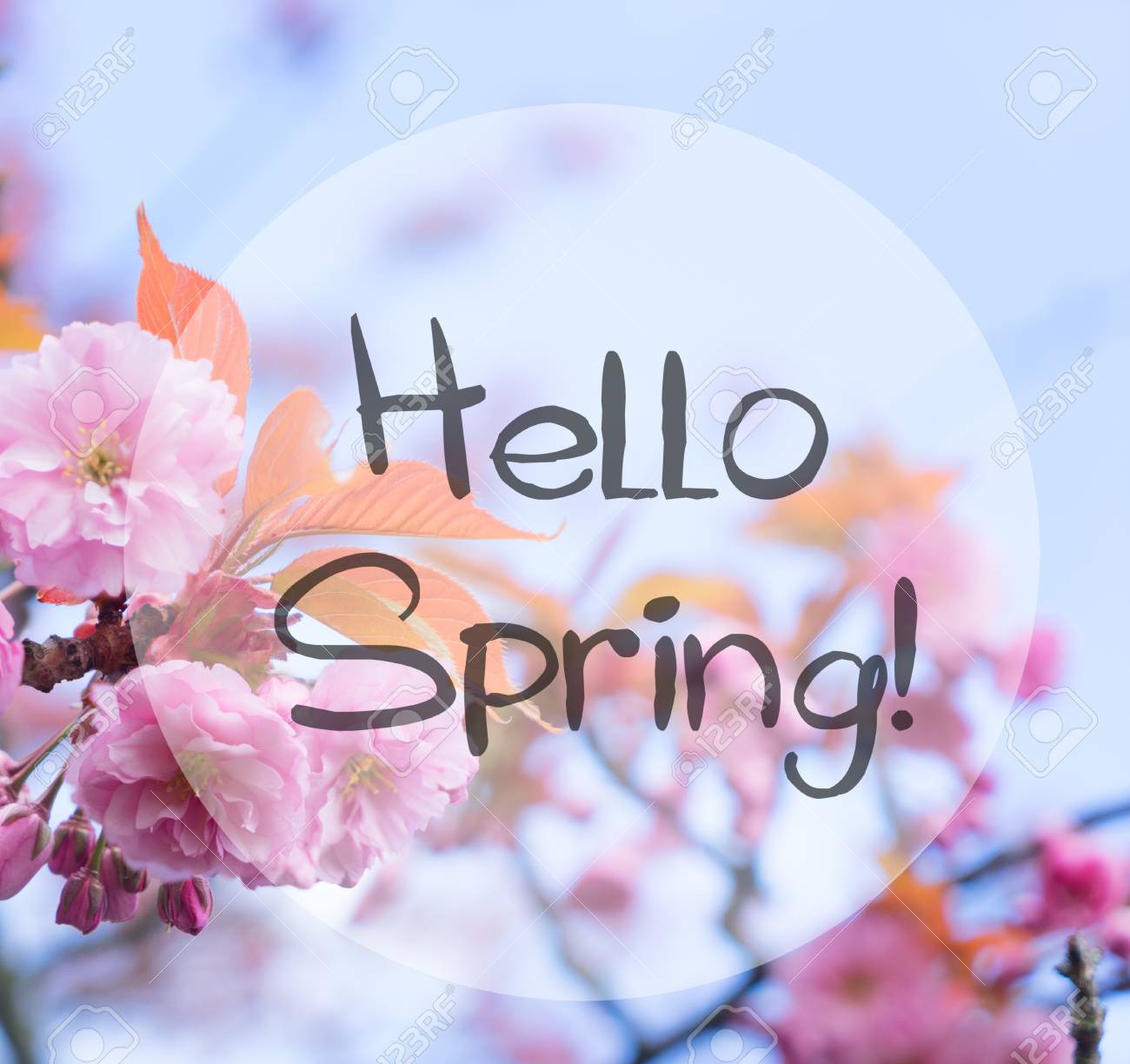 青空を背景に桜の花 春の言葉をこんにちはと浅い焦点 の写真素材 画像素材 Image