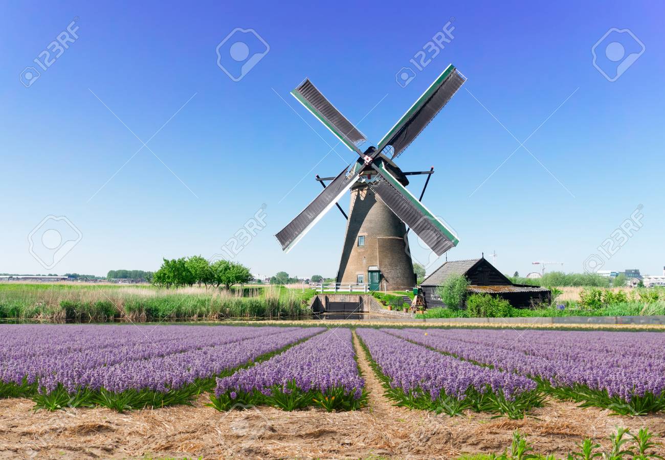 landscape with traditional Dutch windmill with traditional hyacinth filed, Netherlands - 101231340 landscape with traditional Dutch windmill with traditional hyacinth filed, Netherlands - 101231340