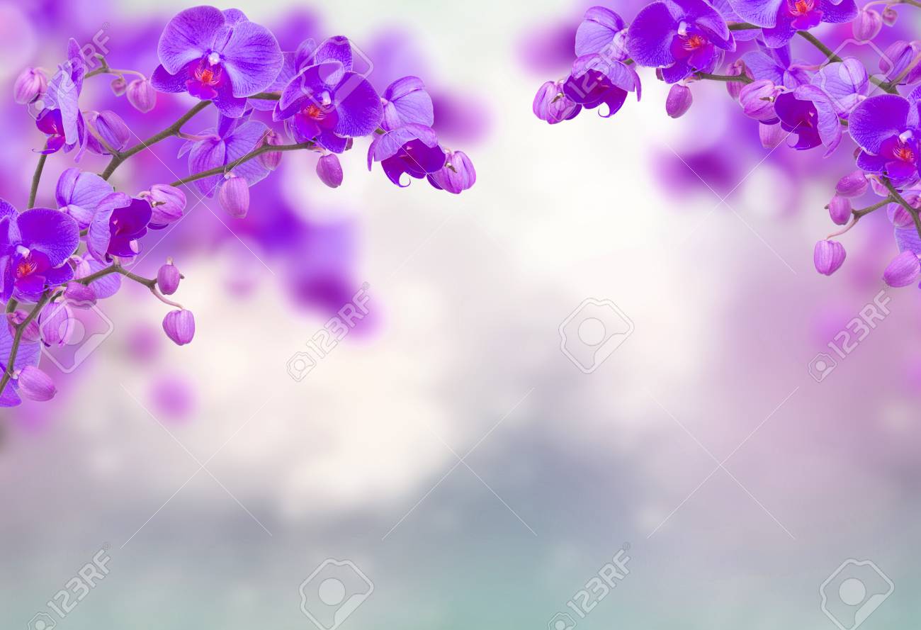 Purple orchid flowers with butterflies on defocused gray - 111495564 Purple orchid flowers with butterflies on defocused gray - 111495564