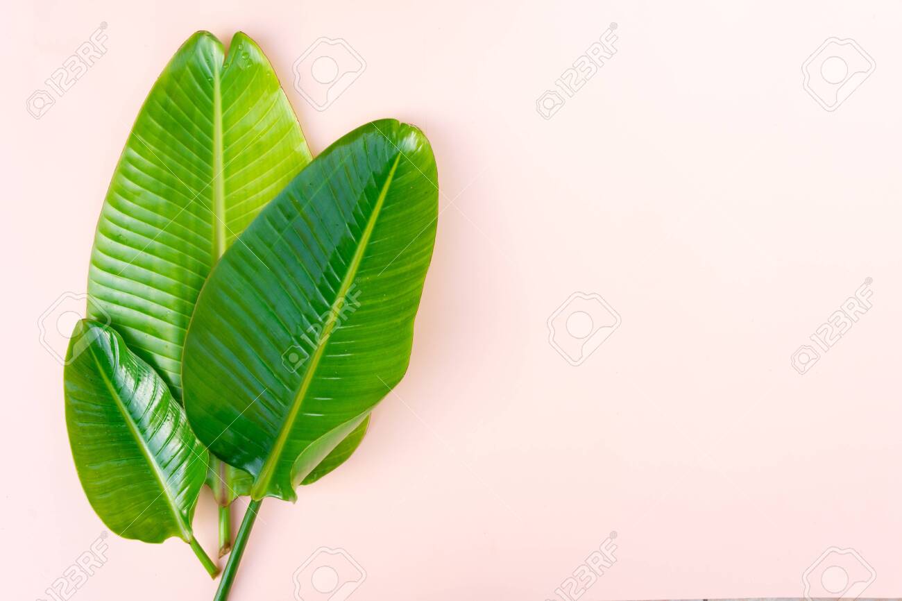 Summer Flat Lay Top View Scenery With Tropical Banana Leaves Stock Photo Picture And Royalty Free Image Image