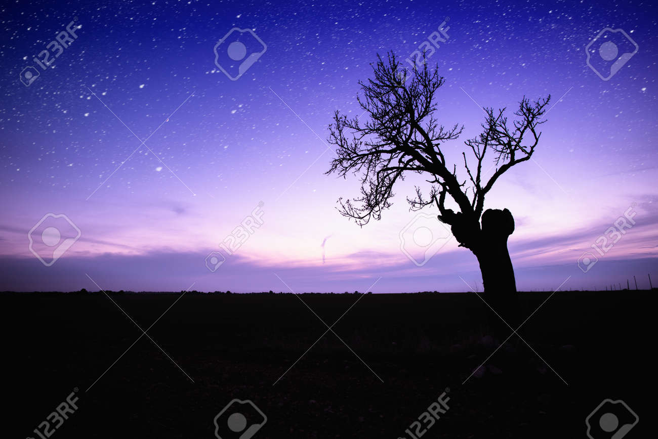 星空の孤独な木のシルエットを の写真素材 画像素材 Image 星空の孤独な木のシルエットを の写真素材 画像素材 Image