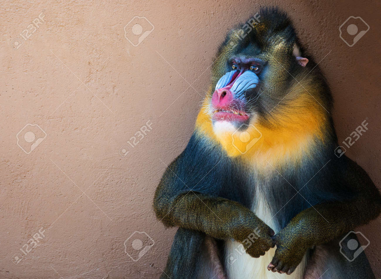 カラフルな不機嫌マンドリルの画像 の写真素材 画像素材 Image