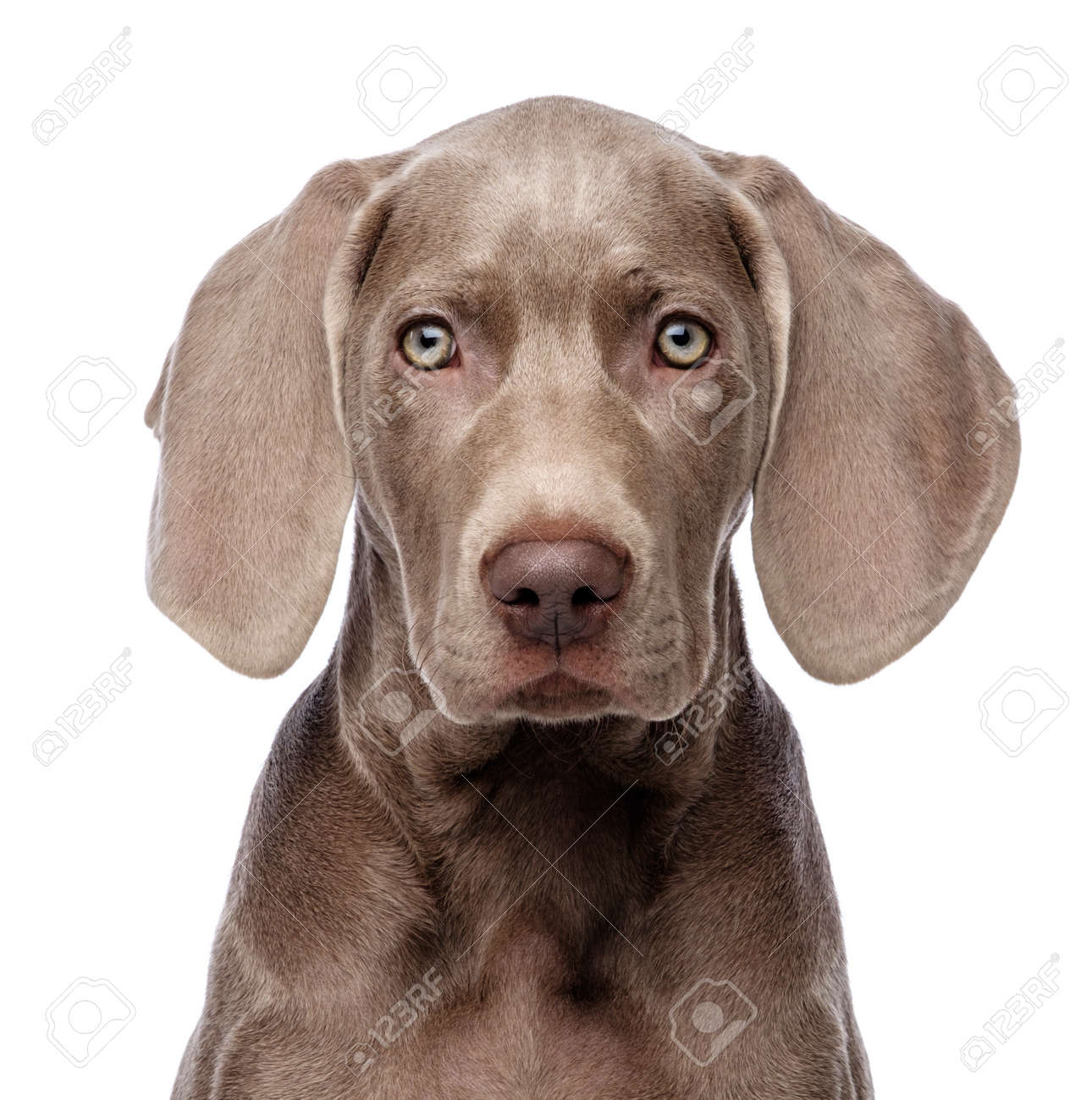 white weimaraner