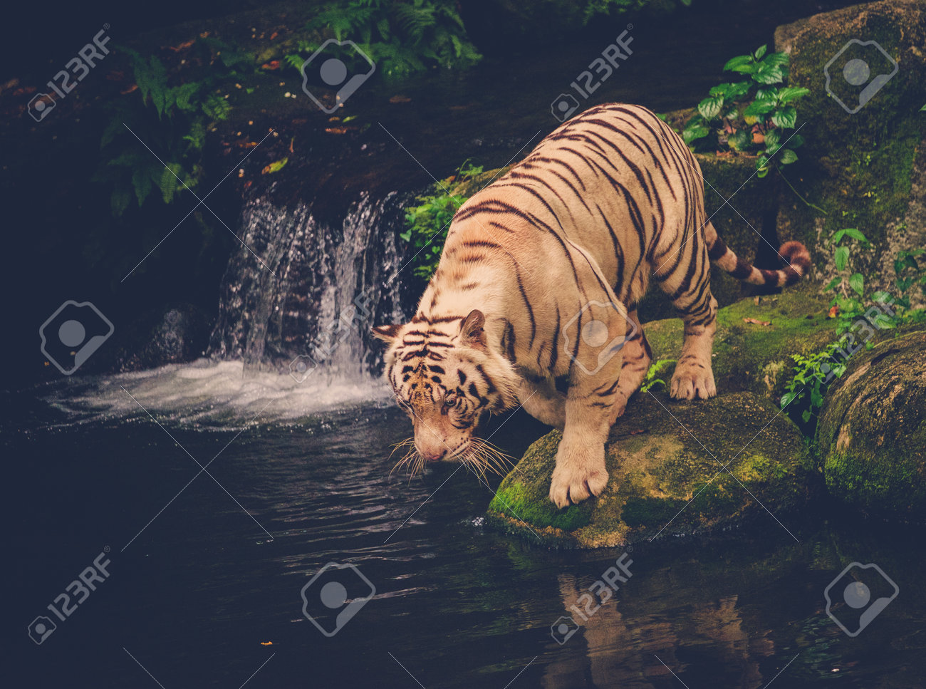 etiam-dictum-ipsum-a-felis