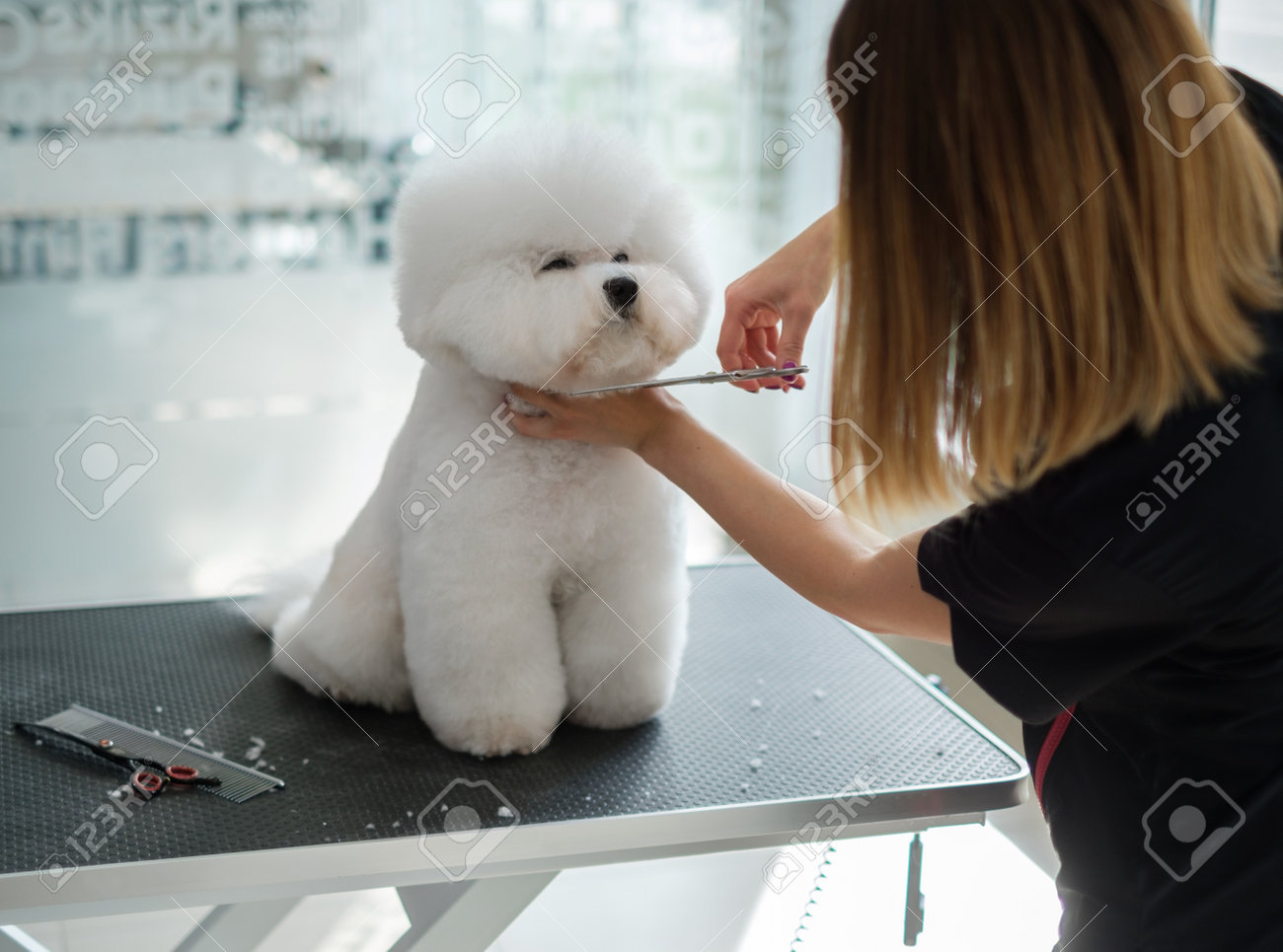 Bichon Fries At A Dog Grooming Salon Stock Photo Picture And Royalty Free Image Image 126280312