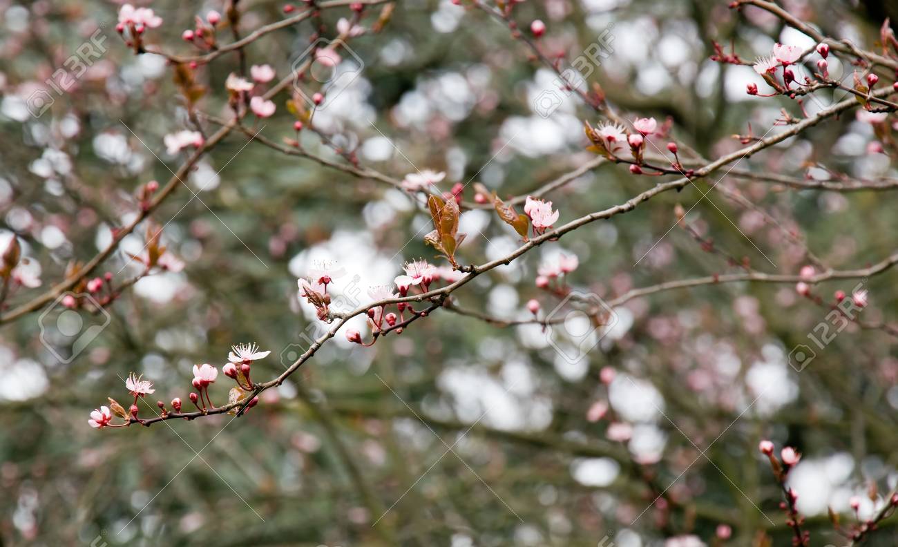 春の初めの桜 の写真素材 画像素材 Image