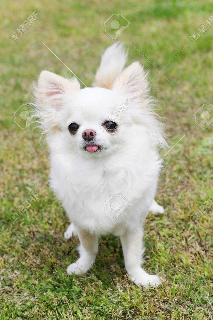 大陸 キャメル ワイプ チワワ 白 ロング コート Laugh Smile Jp