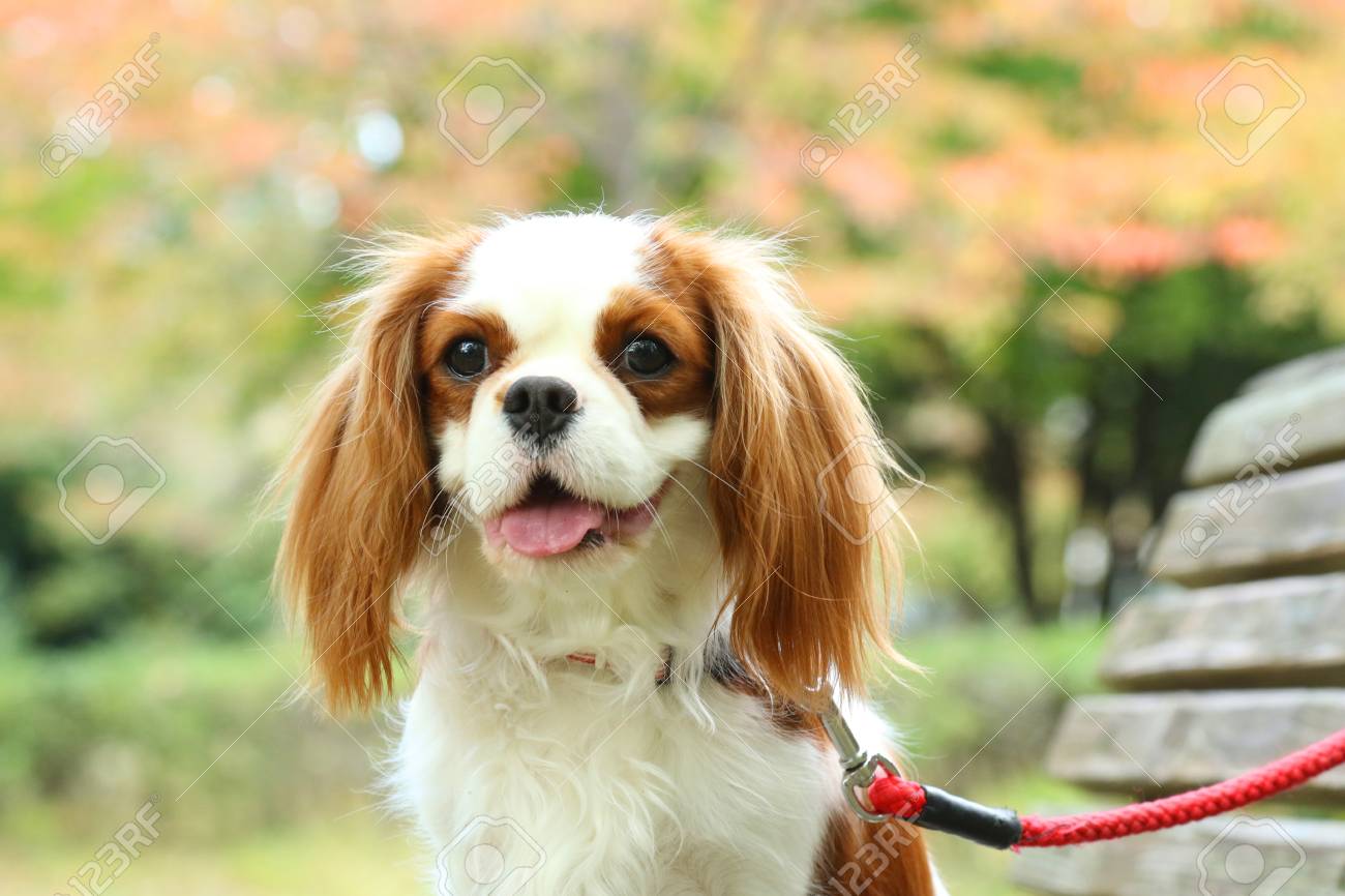 cute cavalier