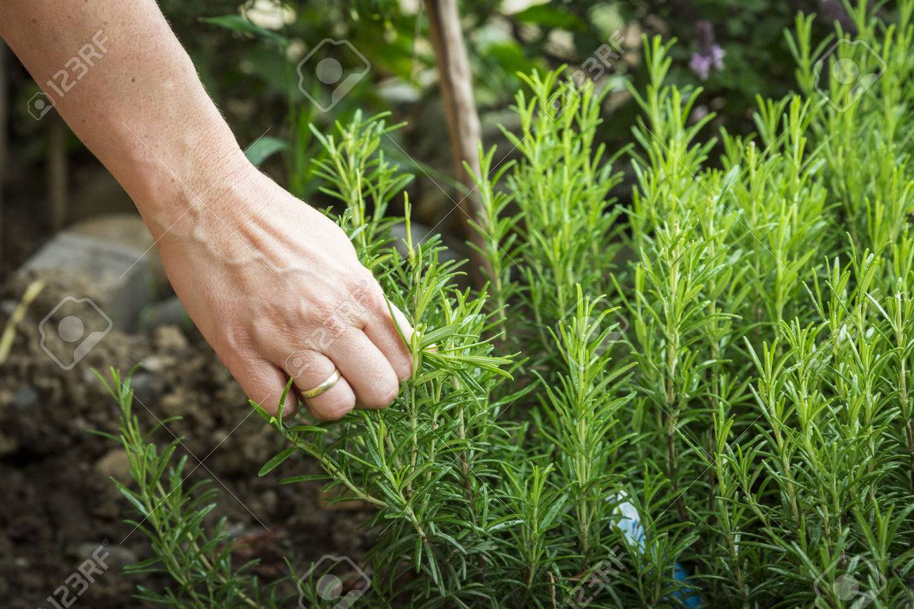 female hand picking rosemary plant for cooking - 30593937 female hand picking rosemary plant for cooking - 30593937