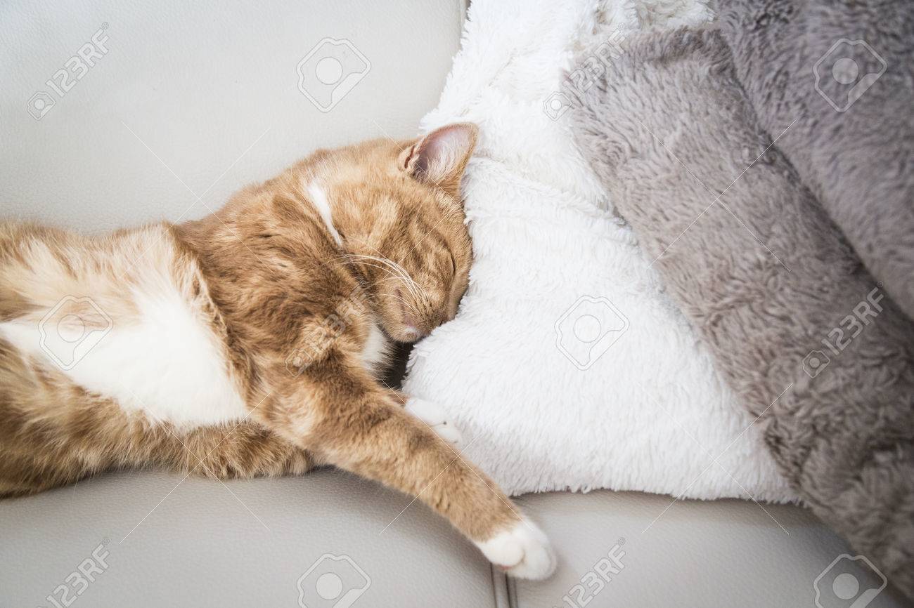 cute red cat sleeping on couch next to a blanket - 30593943 cute red cat sleeping on couch next to a blanket - 30593943