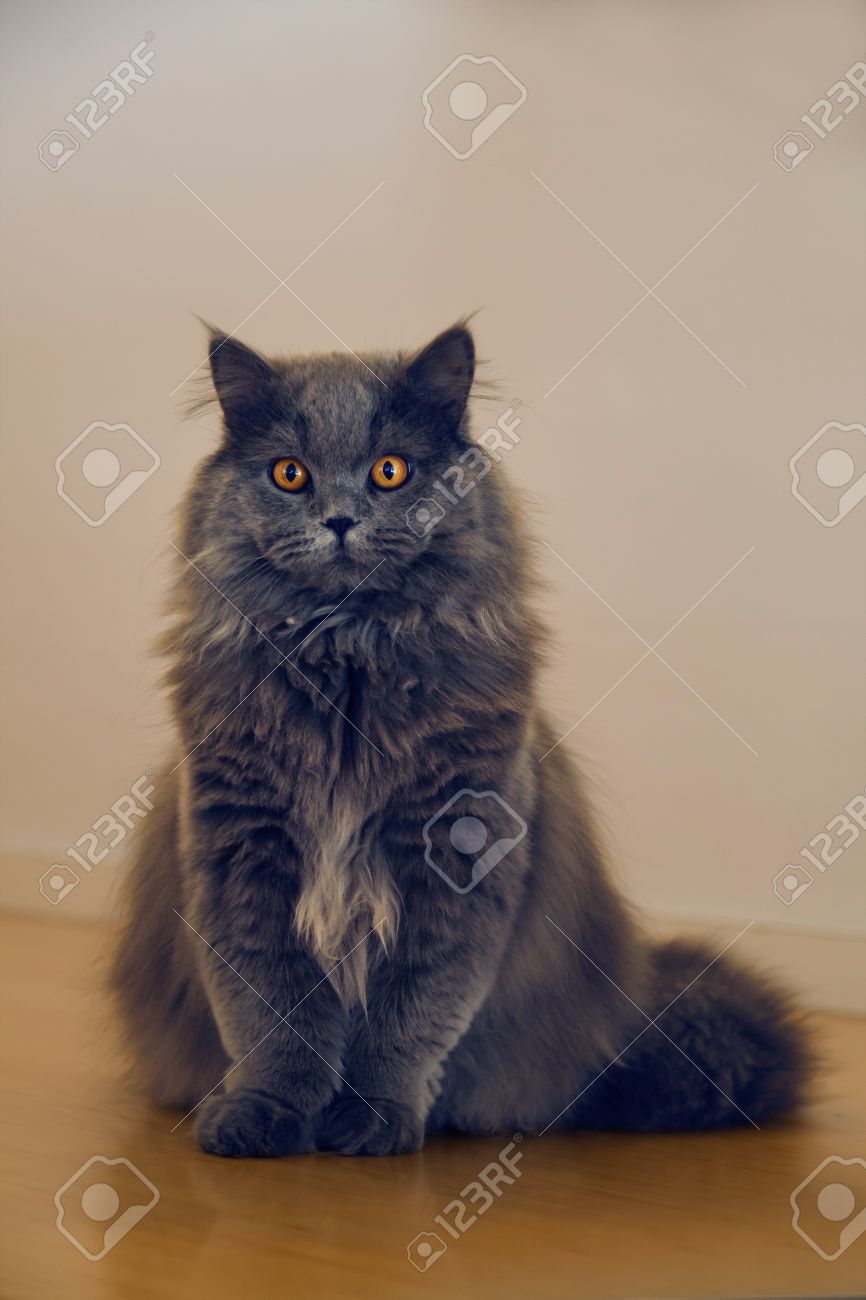 Cute Long Haired Grey Cat With Startling Orange Colored Eyes Sitting On Wooden Floor At Home Stock Photo Picture And Royalty Free Image Image