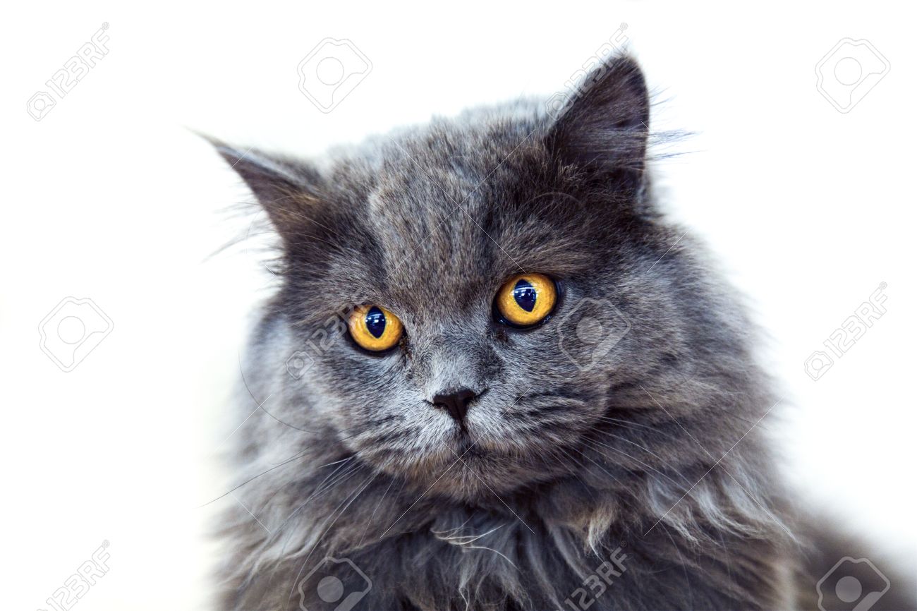 Mignon Chat A Poil Long Gris Avec Surprenants Oranges Yeux Colores Regardant Directement La Camera Banque D Images Et Photos Libres De Droits Image