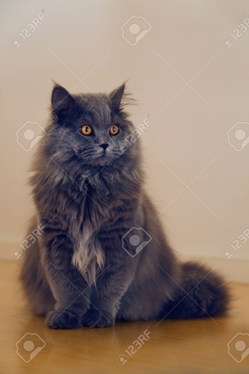 Mignon Chat A Poil Long Gris Avec Surprenantes Couleur Orange Yeux Assis Sur Le Plancher En Bois A La Maison Banque D Images Et Photos Libres De Droits Image