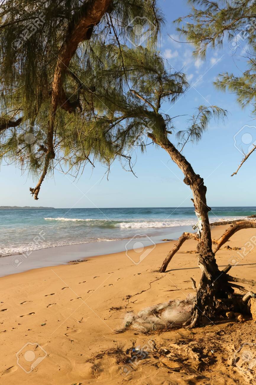 old tree at a lonely beach without people - 142518535 old tree at a lonely beach without people - 142518535