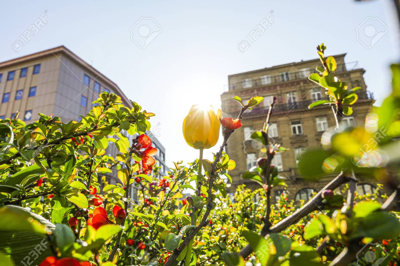 Decorative urban flowers in spring sunshine. Low angle view. Closeup. - 145110833 Decorative urban flowers in spring sunshine. Low angle view. Closeup. - 145110833