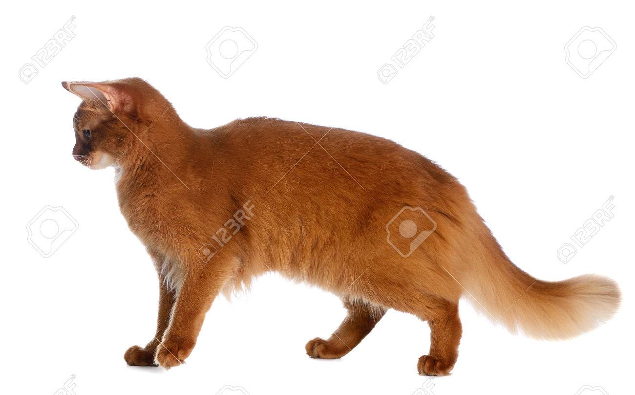 23429283-Somali-cat-sorrel-color-isolated-on-white-background-Stock-Photo.jpg