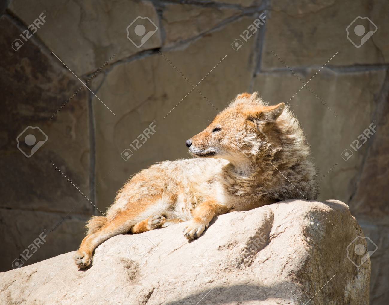 etiam-dictum-ipsum-a-felis