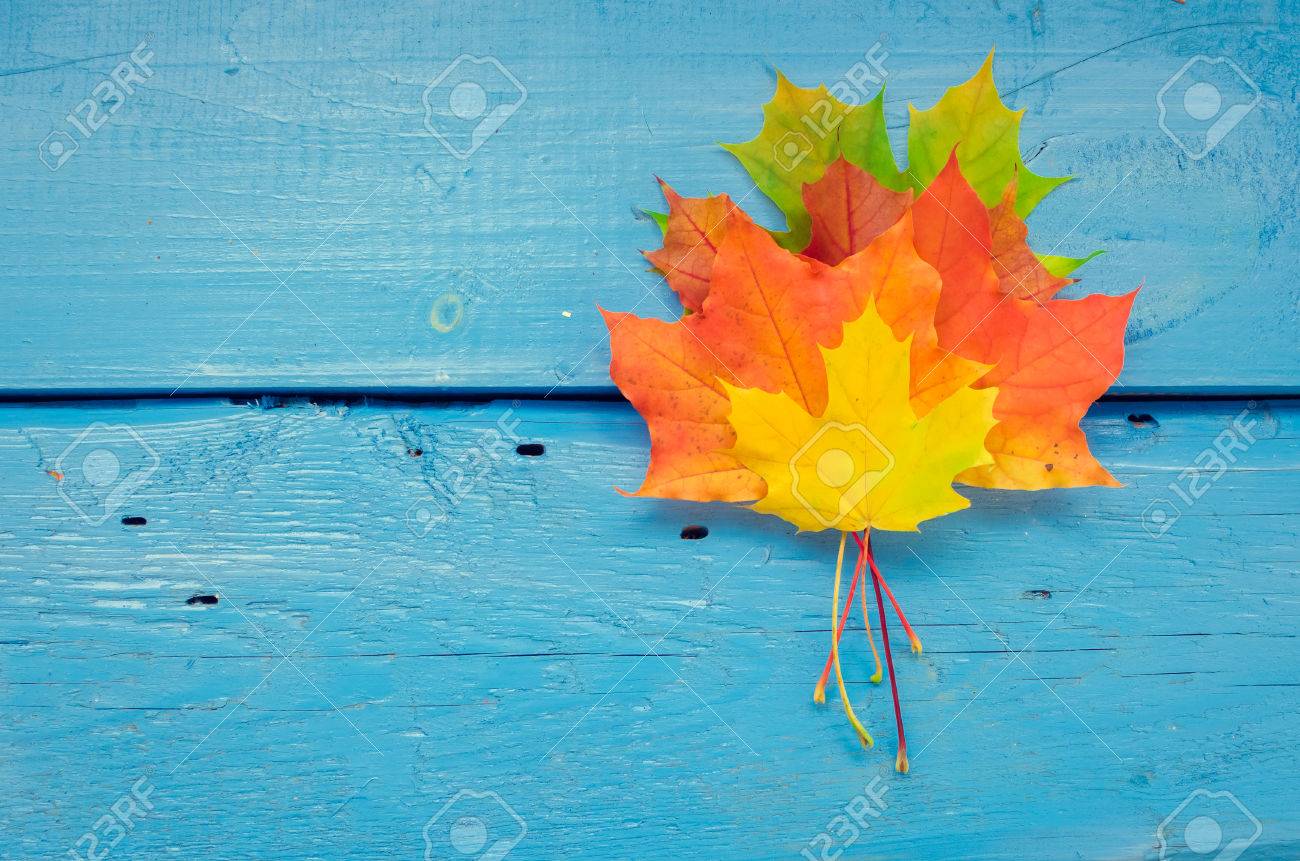 autumn background with colorful fall maple leaves on blue rustic
