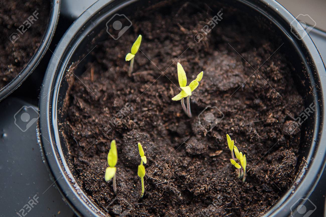 Small Plants Planting The Seedling Trays For Agricultural Plants