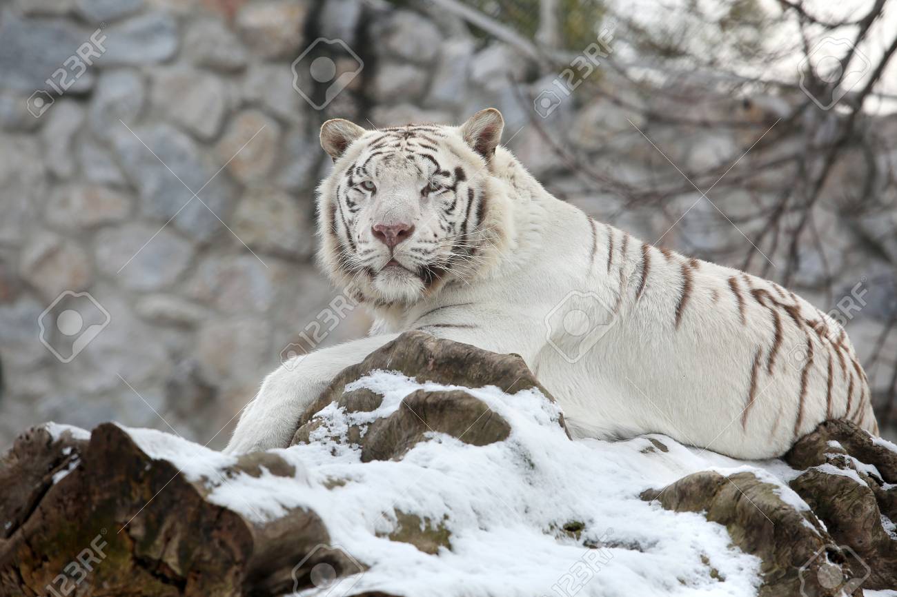 Tigre De Bengale Blanc Calme Allonge Sur L Arbre Dans La Neige Fraiche Banque D Images Et Photos Libres De Droits Image Tigre De Bengale Blanc Calme Allonge Sur L Arbre Dans La Neige Fraiche Banque D Images Et Photos Libres De Droits Image