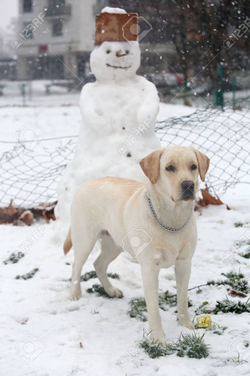段ボール製キャップと公園で面白い雪だるまの前にラブラドール犬の地位 の写真素材 画像素材 Image