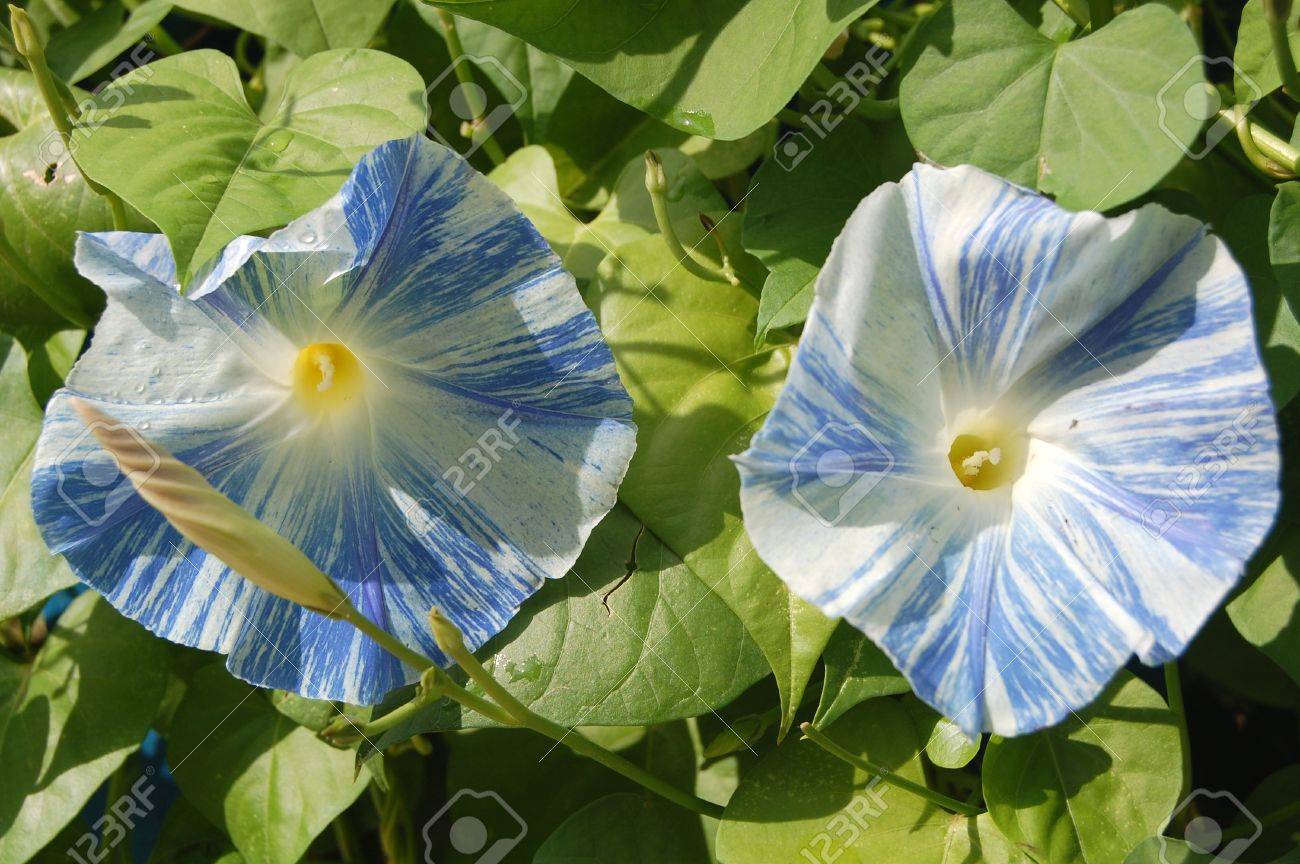 日当たりの良い夏の正午の自然光の朝顔の花がクローズ アップ の写真素材 画像素材 Image