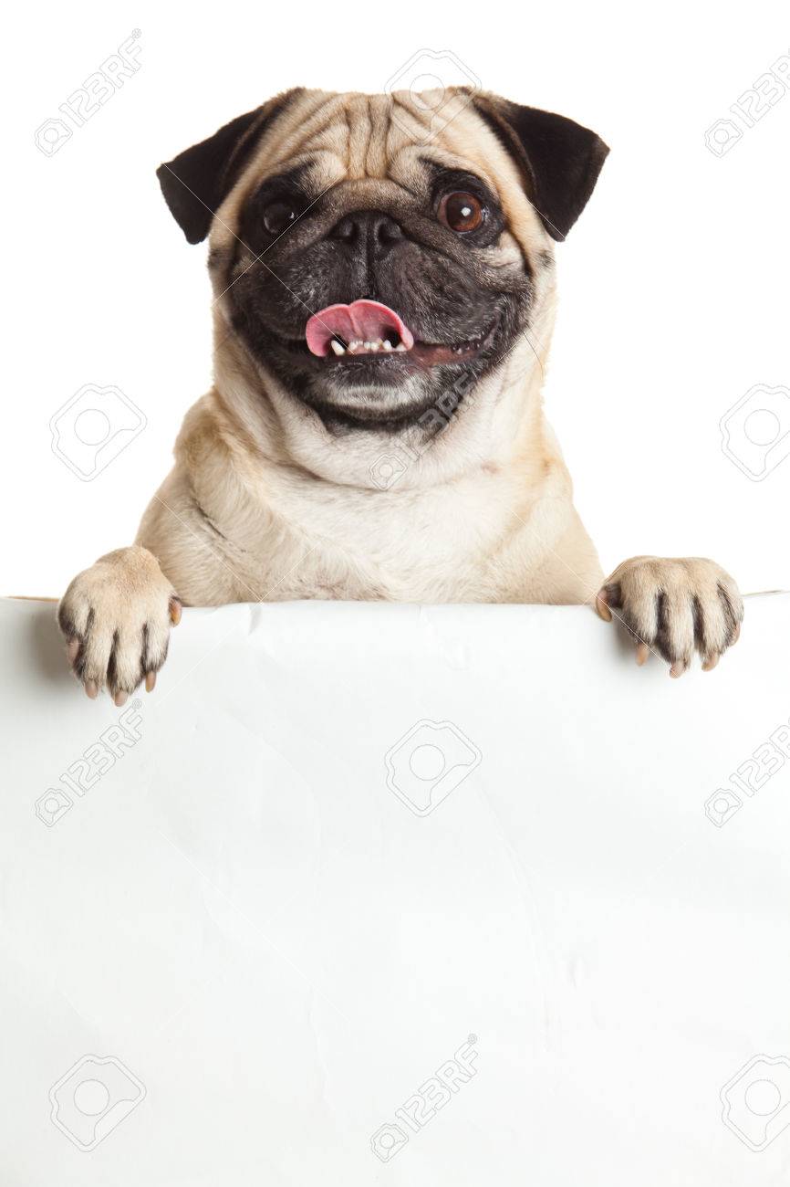 pug dog
