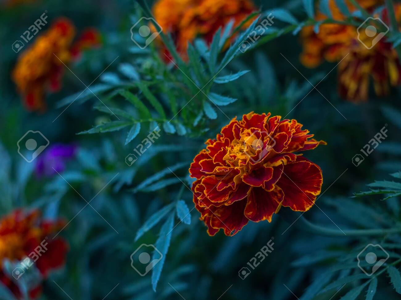 etiam-dictum-ipsum-a-felis