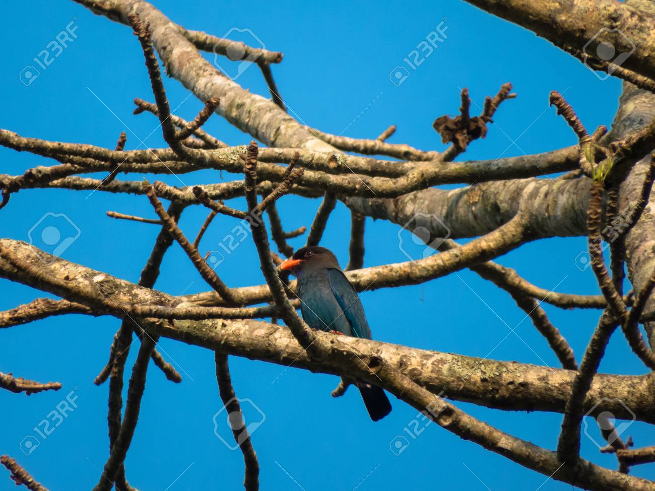 etiam-dictum-ipsum-a-felis