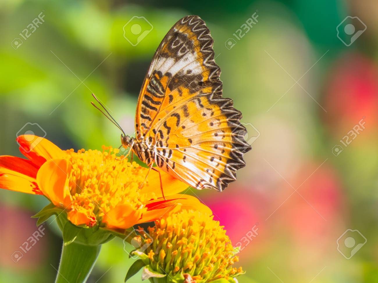 etiam-dictum-ipsum-a-felis