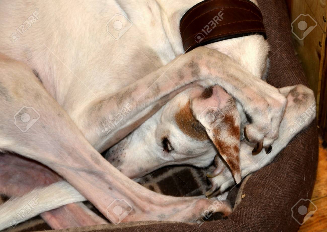 White Podenco Dog Covers His Ears With His Paws Stock Photo Picture And Royalty Free Image Image 84394528