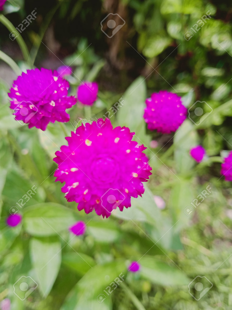 etiam-dictum-ipsum-a-felis