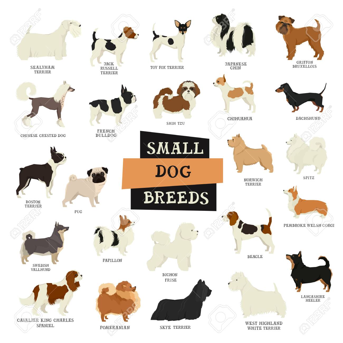 toy group breeds